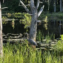 Assabet River National Wildlife Refuge