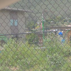 Richland Elementary School - Spinning tree that should be removed