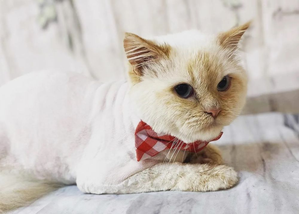 MY 4 DOGS ACADEMY & SPA Updated September 2024 21 Photos & 14