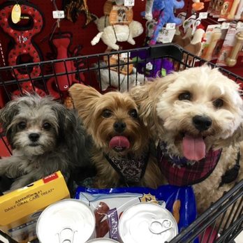 Sandy Paws - Ruby, Lilo and Mango - Dog Walkers Near Me Sandy Paws - Ruby, Lilo and Mango - Dog Walkers Near Me