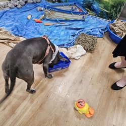A Barkery Unleashed - Sniff room
