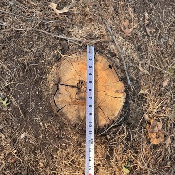 Austin Stump Buster - Tree Services Near Me