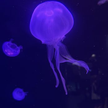 Atlanta Aquarium - Aquarium Services Near Me - Duluth, Georgia