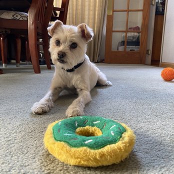 Olly’s Dog Grooming - Clean doggo ! - Pet Groomers Near Me - San Jose, California Olly’s Dog Grooming - Clean doggo ! - Pet Groomers Near Me - San Jose, California