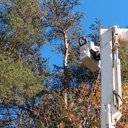 McNeair's Tree Service - Taking down a couple of pines on a Saturday morning