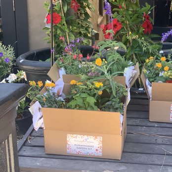 Roger's Gardens - Hummingbird garden kit featured during their hummingbird summer event - Nurseries & Gardening Near Me - Corona Del Mar, California