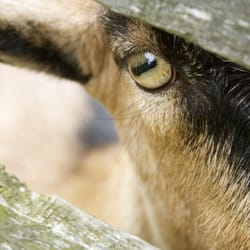 Pebble Cove Farm - Checking me out