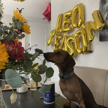 Candy's Florist - My dog enjoying them too - Florists Near Me - El Monte, California Candy's Florist - My dog enjoying them too - Florists Near Me - El Monte, California
