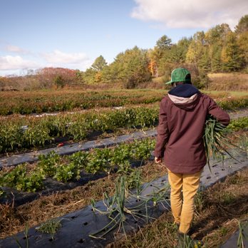 Honey Field Farm - Fresh certified organic onions are grown right here on the farm. - Nurseries & Gardening Near Me - Norwich, Vermont Honey Field Farm - Fresh certified organic onions are grown right here on the farm. - Nurseries & Gardening Near Me - Norwich, Vermont