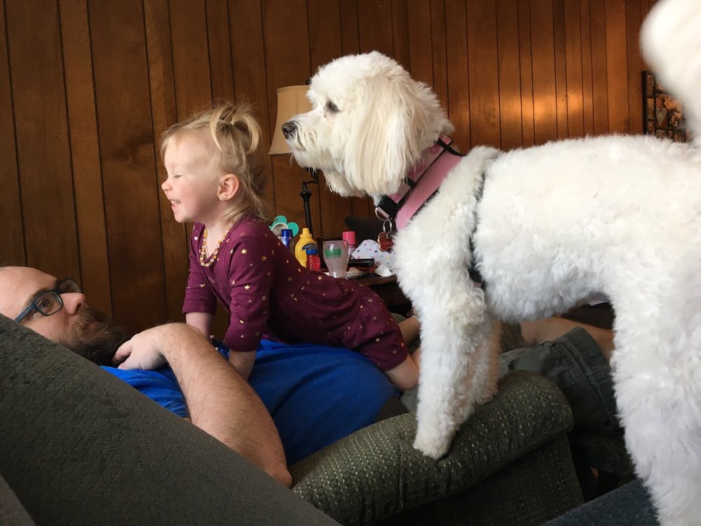 DREAM PUPPYS 1422 Westgate Pkwy, Dothan, Alabama Pet Stores Phone