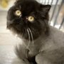 Photo of JJ's Cat & Dog Home Grooming Service