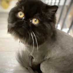 JJ's Cat & Dog Home Grooming Service - After