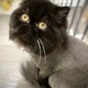 JJ's Cat & Dog Home Grooming Service gift card