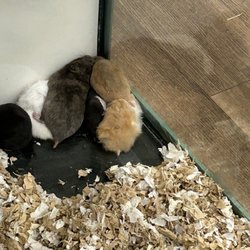 Petland Albuquerque