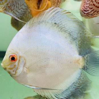 Bay Area Discus - Local Fish Stores Near Me - San Jose, California