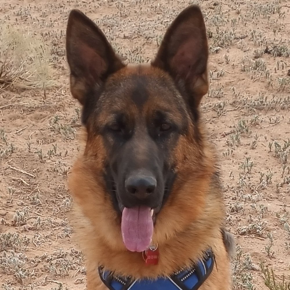 The Zen Dog - Mona - Pet Training Near Me The Zen Dog - Mona - Pet Training Near Me