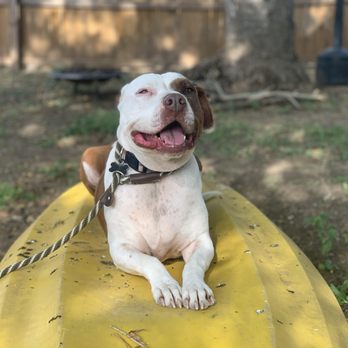 Ultimutt K9 Services - Pet Training Near Me Ultimutt K9 Services - Pet Training Near Me