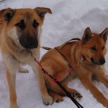 Jackson Hole Iditarod Sled Dog Tours - Tours Near Me - Jackson, Wyoming