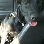 Photo of Strut Your Mutt