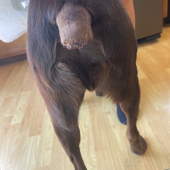 Pet Headquarters - Tail amputation - Veterinarians Near Me - Camarillo, California
