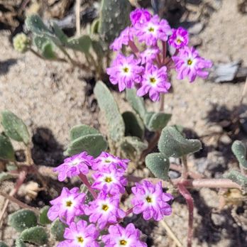 Oxnard Beach Park - Beaches Near Me - Oxnard, California