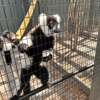 Bee City Zoo - Tri colored lemurs - Petting Zoos Near Me - Cottageville, South Carolina