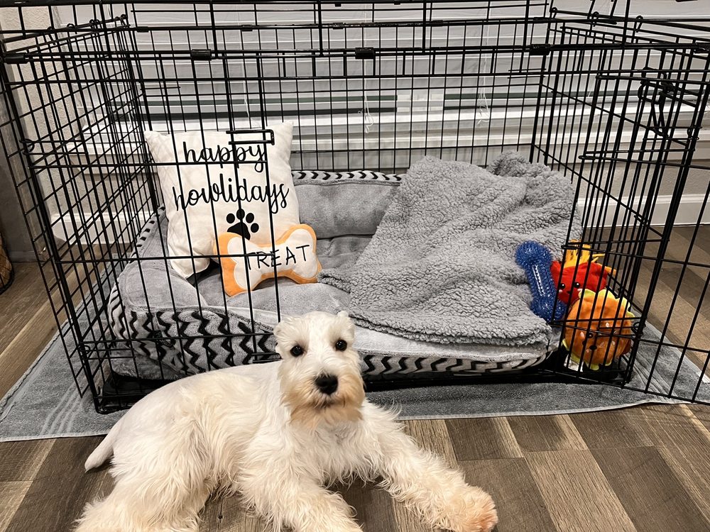 COSMEPAWLOGY PET GROOMING Dallas, TX Yelp