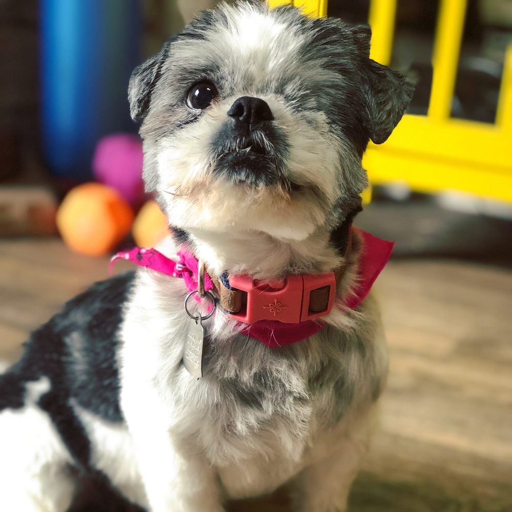 WESCO GROOMING Updated August 2024 15 Photos & 49 Reviews 5225 W