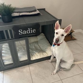Capital Veterinary Clinic - A patient at capital vet clinic - Veterinarians Near Me - Austin, Texas