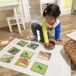 Santa Clara Montessori - A two year old student is engaged in animal matching job enhancing her concentration, imagination, and analyzing skills.