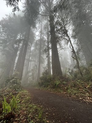 Lady Bird Johnson Grove Trail by null