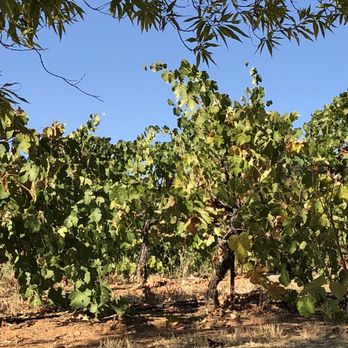 Drytown Cellars - Wineries Near Me - Drytown, California