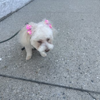 Hot Diggity Dog Grooming - Pet Groomers Near Me - Carmel, Indiana Hot Diggity Dog Grooming - Pet Groomers Near Me - Carmel, Indiana