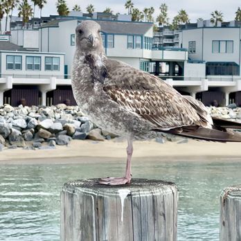 Redondo Beach Pier - Souvenir Shops Near Me - Redondo Beach, California Redondo Beach Pier - Souvenir Shops Near Me - Redondo Beach, California
