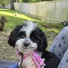 Pampered Puppers Grooming Salon gift card
