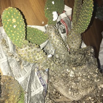 The Cactus King - Nurseries & Gardening Near Me - Houston, Texas