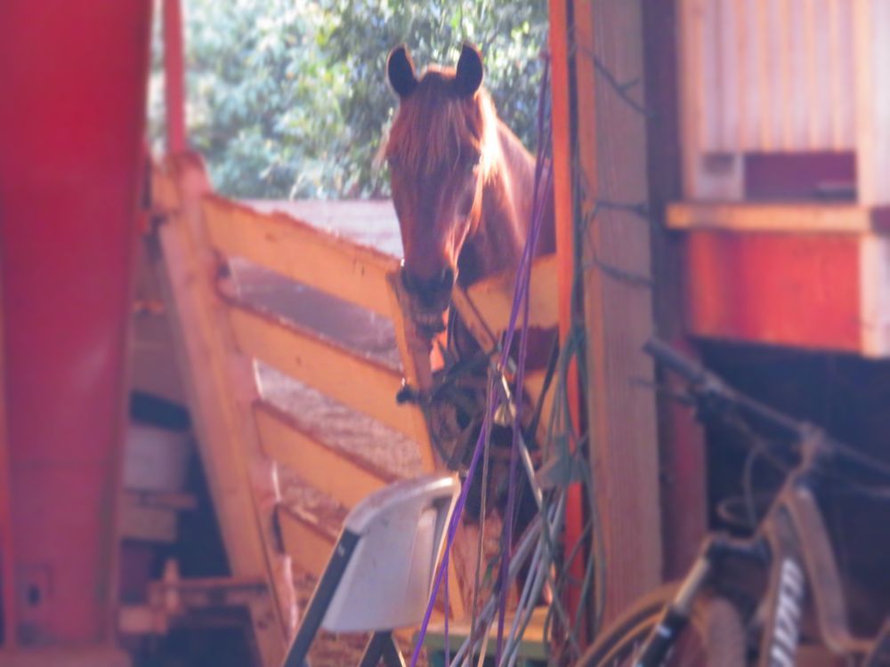 Jilans Stable - equestrian in Honolulu, HI