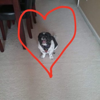 Dave's Dog Grooming - My very protective mom and her dog Gizmo couldn't be happier with the price, service & results. Thanks. You've got a repeat customer! - Pet Groomers Near Me - Bensalem Township, Pennsylvania