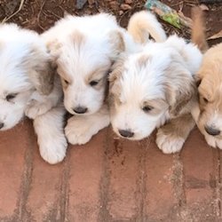Sweet Basil Farms - Pyredoodle Puppies! Champagne, Cream, Cafe Au Lait, Red, Tuxedo, Abstract, Parti.