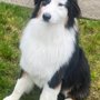 Photo of April's Pet Salon
