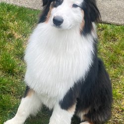 April's Pet Salon - Happy Aussie