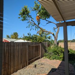 Tree of Life Service - Tree almost gone