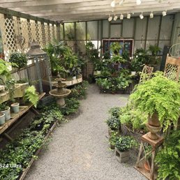 ufopflanze bestellen Kokodama-Ampel Ufopflanze kaufen | Pilea Peperomioides