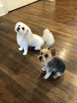 Furside East Atlanta Pet Grooming by null