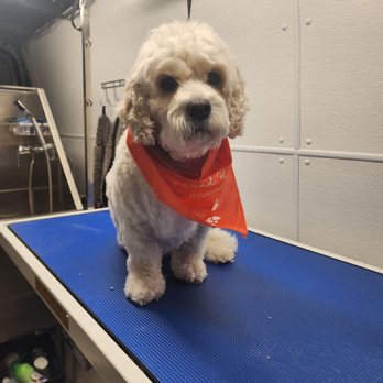 Pampered Paws Mobile Pet Grooming - Pet Groomers Near Me Pampered Paws Mobile Pet Grooming - Pet Groomers Near Me