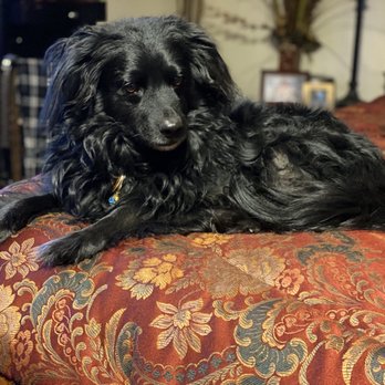 love your mobile pet spa