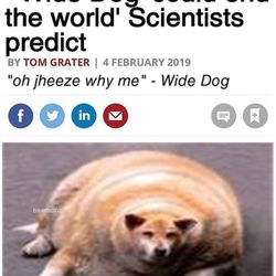 Spice of Life - Wide dog