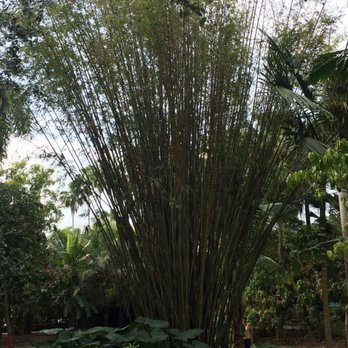Flamingo Gardens - Bamboo - Botanical Gardens Near Me - Davie, Florida Flamingo Gardens - Bamboo - Botanical Gardens Near Me - Davie, Florida