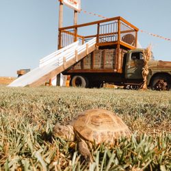 Gordos Fun Farm