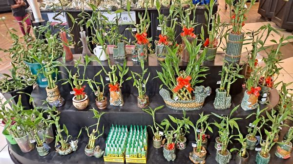 Seafood City Supermarket by null